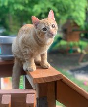 Independence Veterinary Clinic image 6