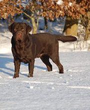 Elevage du Taillis Madame image 4