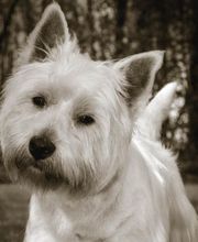 Au Caprice Du Chien image 3