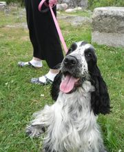 Boulade Hervé image 7