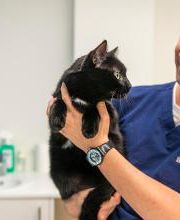 VetGenève - Clinique vétérinaire Bild 17