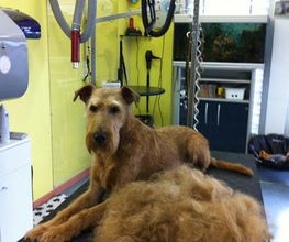 Hundesalon Adonis GmbH Bild 1