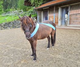 Gesundes Pferd Andrea Möri Bild 8