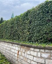 Gartenservice Mark Miess Bild 19