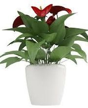 Floristería Lislore imagen 20