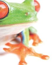 la ferme aux coleos image 14