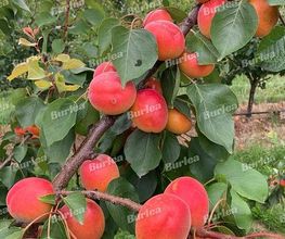 Obstbaumschnitt & Gartenpflege Burlea Bild 1