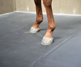 Technical Horse image 5