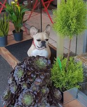 A la Pensée image 1