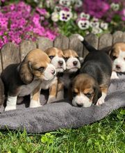 La Pouponnerie image 15