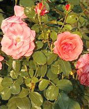 Blumen Wendler Lauf Bild 1