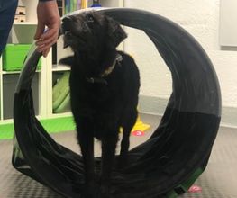 Bindungstraining - DOX.fitness - Hundeschule | Schliersee