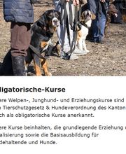 Sundogs Hundeschule Bild 4