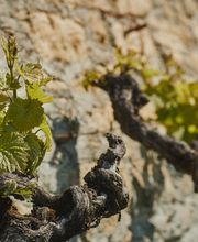 Domaine Saint-Sébaste Bild 3