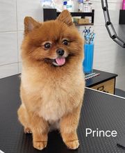 A FLAIR ALLURE image 20