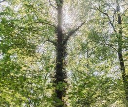 Durch die Baumkronen scheint das Licht im FriedWald Ostheide.
