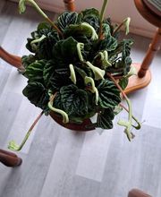 Succulentes & Orchidees image 10