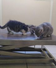 CLINIQUE VETERINAIRE DE LA VALLEE image 7