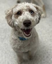 Petsburgh Pet Care image 17