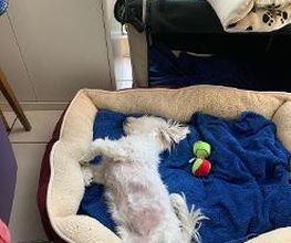Hundebetreuung Oldies but Goldies Bild 16
