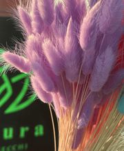 NATURA - FIORI SECCHI PAPA immagine 1