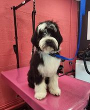 Tom&Co Chinon - Animalerie - Dog Wash image 1