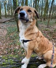 Hundeschule Thea Grothe Bild 13