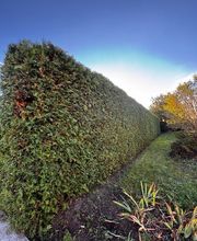 Hecke.jpg