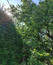 Baum élagage image 13