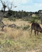 Knap Tours imagen 14