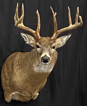 Arrowed 1 Taxidermy image 16