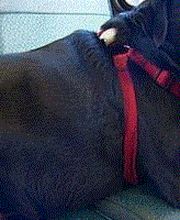 Perro #3 (gif)