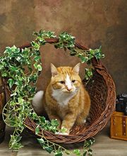 Virgin'Arts image 16