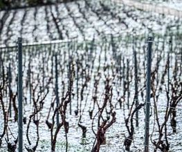 GRAPE EXPERIENCE image 14