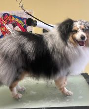 Happy Dog image 5