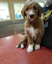 Green Summit Animal Clinic image 6