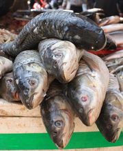 burkhalter poissons aarberg gmbh