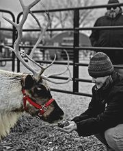 Whitetail Acres Nursery, Landscaping, and Reindeer Farm image 10