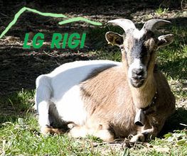 LGZ, Landwirtschaftliche Genossenschaft Zentralschweiz, RIGIFUTTER Bild 2