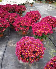 Viv' les Fleurs image 1