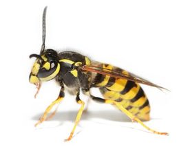 Bio Pest Services B.P.S. image 2