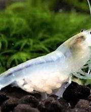 STALLER Martin EIRL AQUABOUTIK image 3