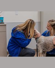 Caring Hands Animal Hospital - Suffolk image 5