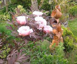 Passiflore image 13