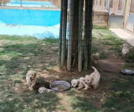 centre-cani-de-pals-cachorros-centro-03.jpg