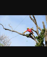 Debarre Elagage image 10