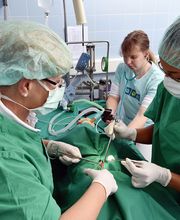 Dr. med. vet. Schindler Tierärztliche Fachpraxis Bild 6