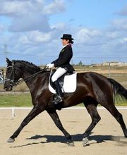 Escuela de Doma Clásica EV imagen 13