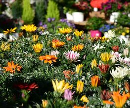 Jardiland image 12