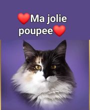 Chatterie de l'Alantolie image 2